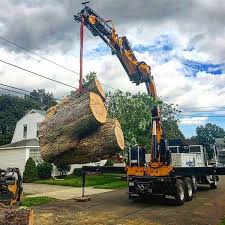 crane pulling a cut up tree from ground